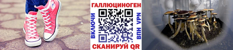 Псилоцибиновые грибы Psilocybine cubensis  Калининск 